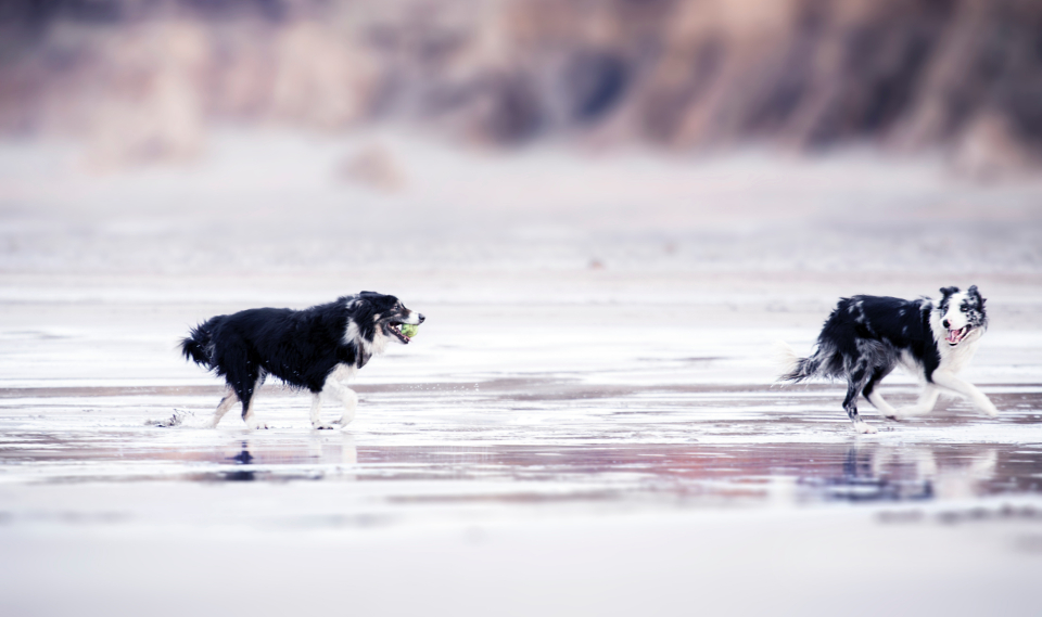 Dierenarts Lelystad honden op het strand